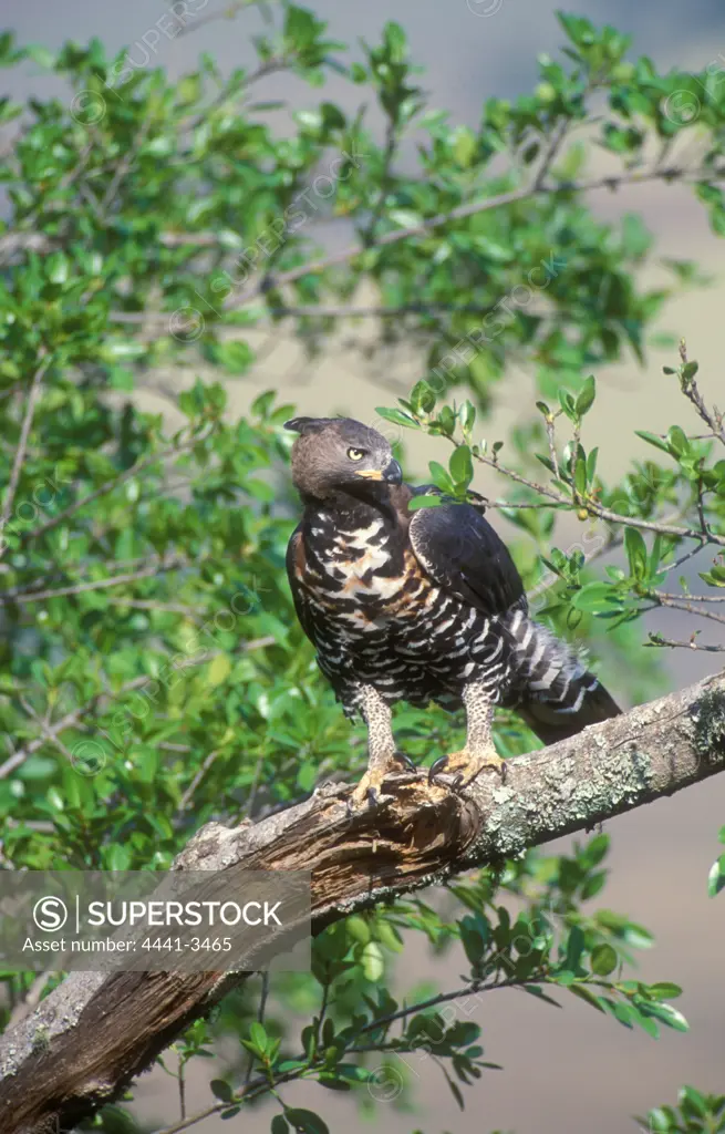 Crowned Eagle (Stephanoaetus coronatus) in tree. Eshowe Natal. South Africa.