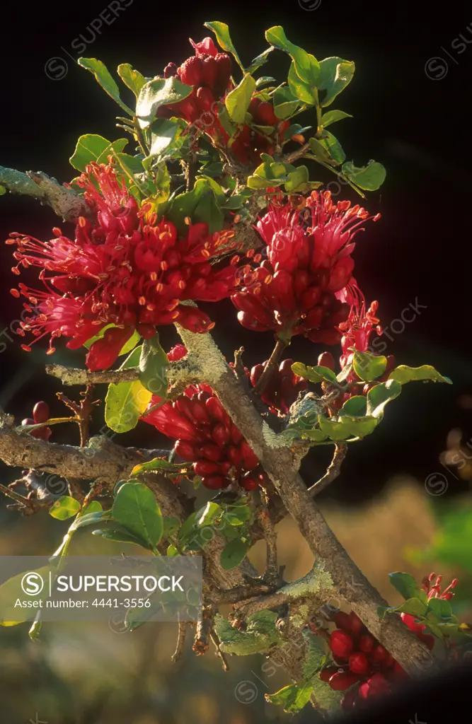 Dwarf Boer-bean tree flower. MalaMala Game Reserve. Mpumalanga. South Africa