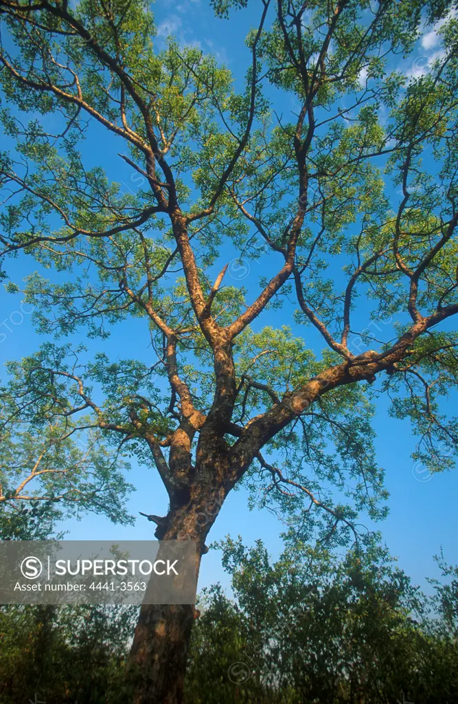Marula Tree. MalaMala Game Reserve. Mpumalanga. South Africa