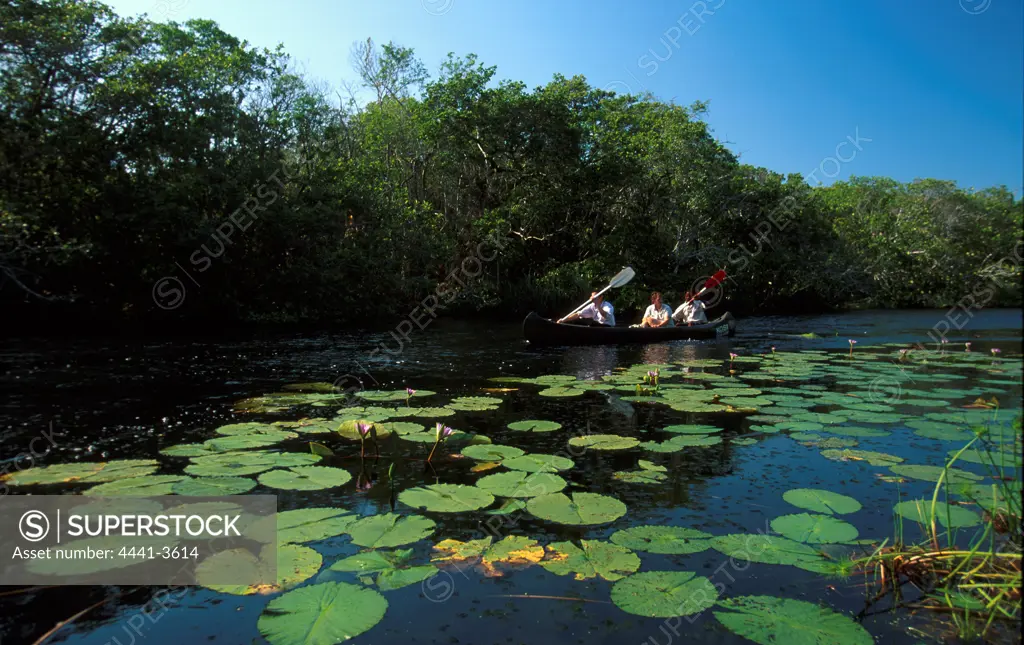 Tourists canoeing Kosi Bay. KwaZulu-Natal. South Africa