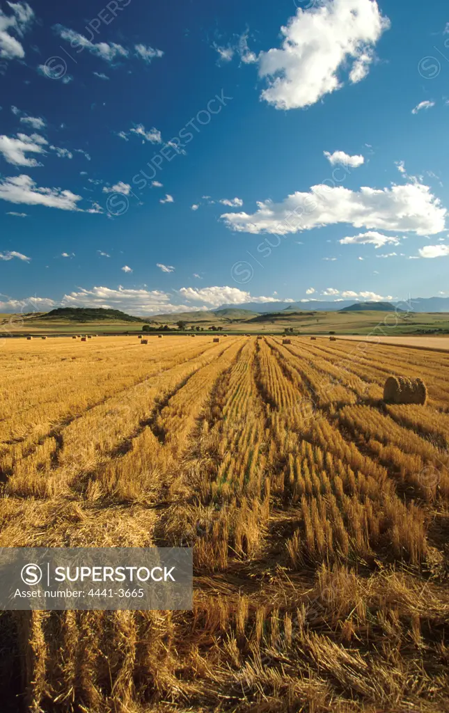 Wheat fields near Bergville. KwaZulu-Natal. South Africa