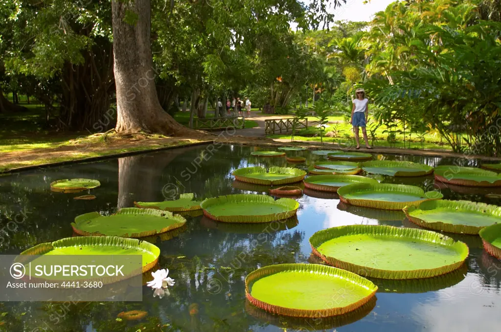 Tourist looking at Giant Amazon Water Lilies. Sir Seewoosagur Ramgoolam Botanical Gardens. Pamplemousse. Mauritius