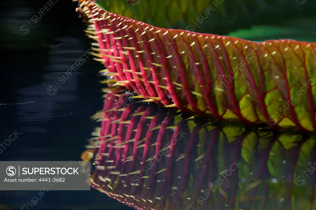 Giant Amazon Water Lily leaf. Sir Seewoosagur Ramgoolam Botanical Gardens. Pamplemousse. Mauritius