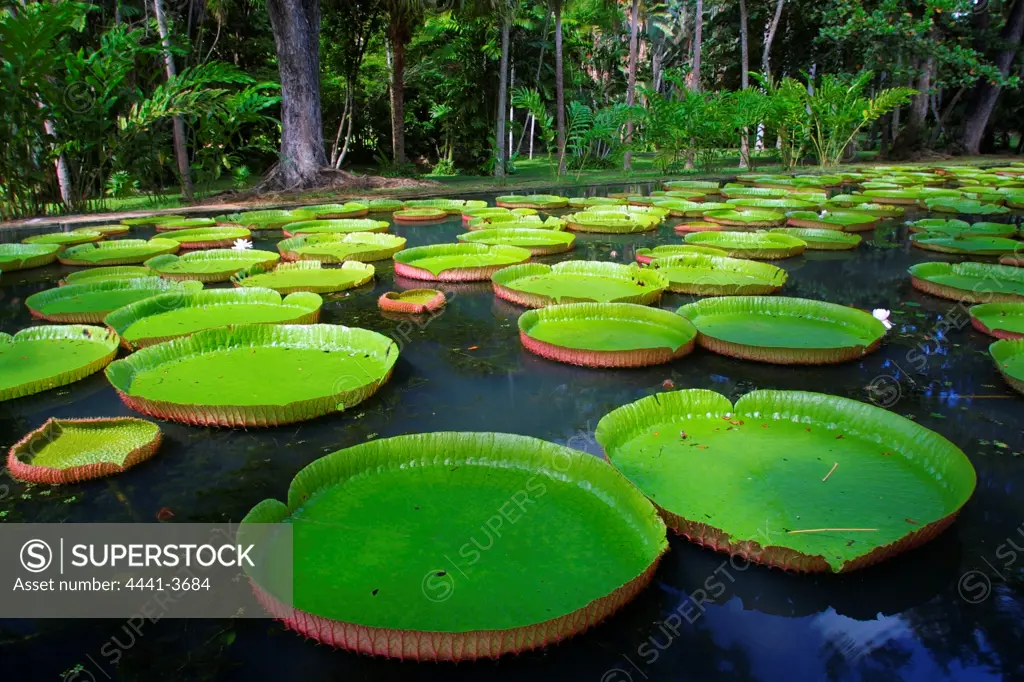 Giant Amazon Water Lily leaves. Sir Seewoosagur Ramgoolam Botanical Gardens. Pamplemousse. Mauritius