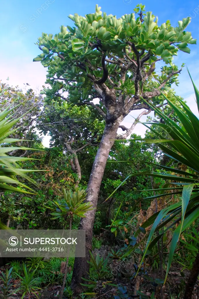 Ox Tree (Gastonia mauritiana). Adult tree showing jevenile next to it. Ile aux Aigrettes.  Mauritius