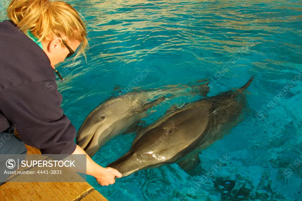 Trainer with dolphins. Bayworld. Port Elizabeth. Eastern Cape. South Africa