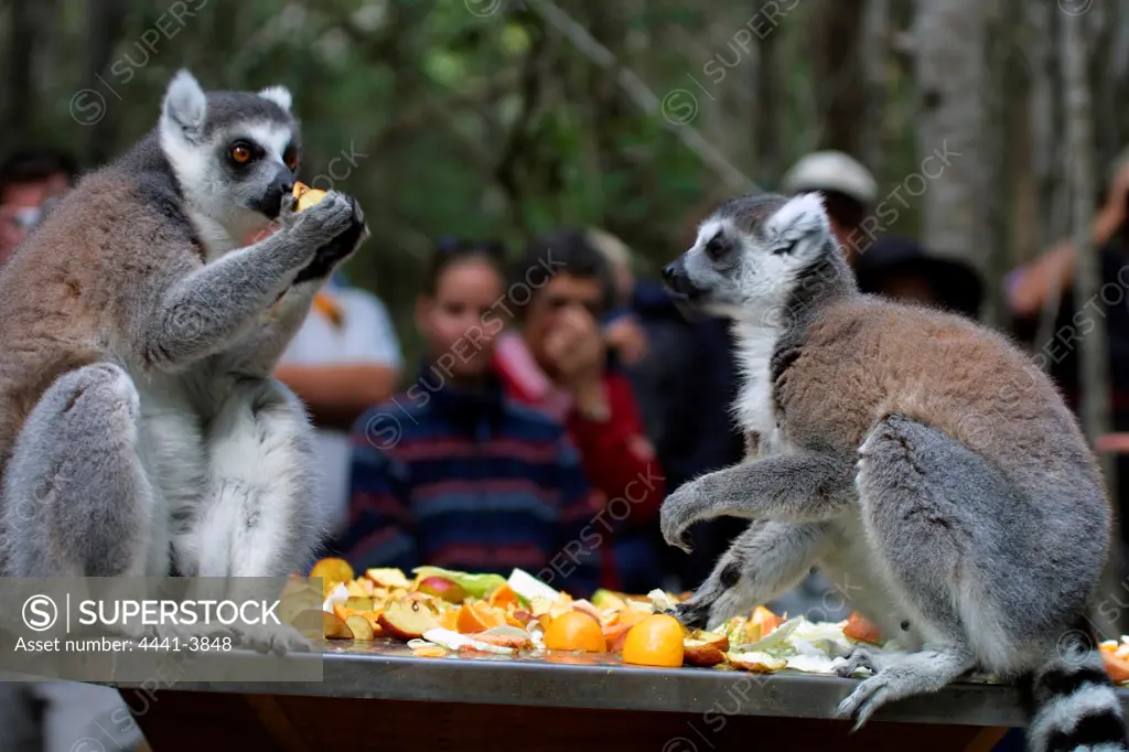 People watching Ringtailed Lemurs. Monkeyland. Plettenburg Bay. Western Cape. South Africa