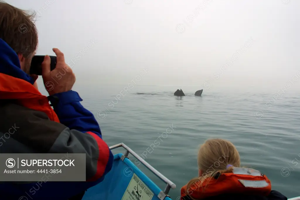 Tourists watching Southern Right Whales with 'Ocean Safaris'. Plettenburg Bay. Western Cape. South Africa