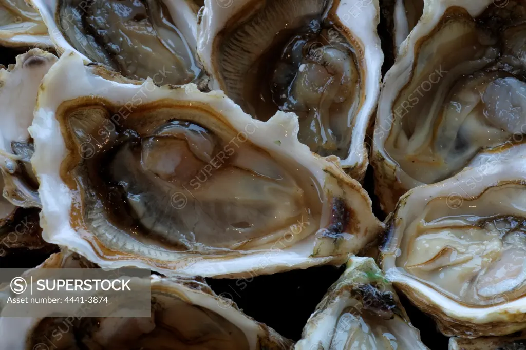 Oysters at Knysna Oyster Factory. Knysna. Western Cape. South Africa