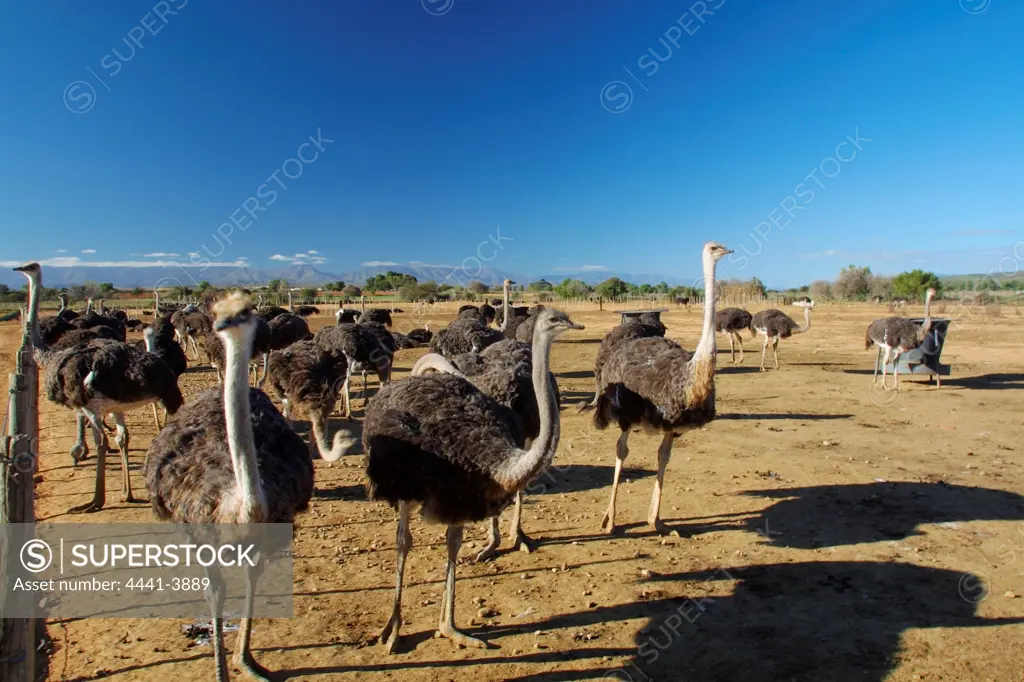 Ostriches. Safari Ostrich Farm. Oudtshoorn Western Cape. South Africa