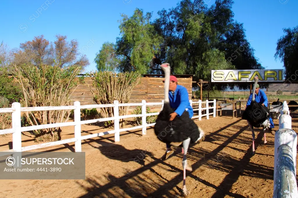 Ostriche racing. Safari Ostrich Farm.. George. Western Cape. South Africa