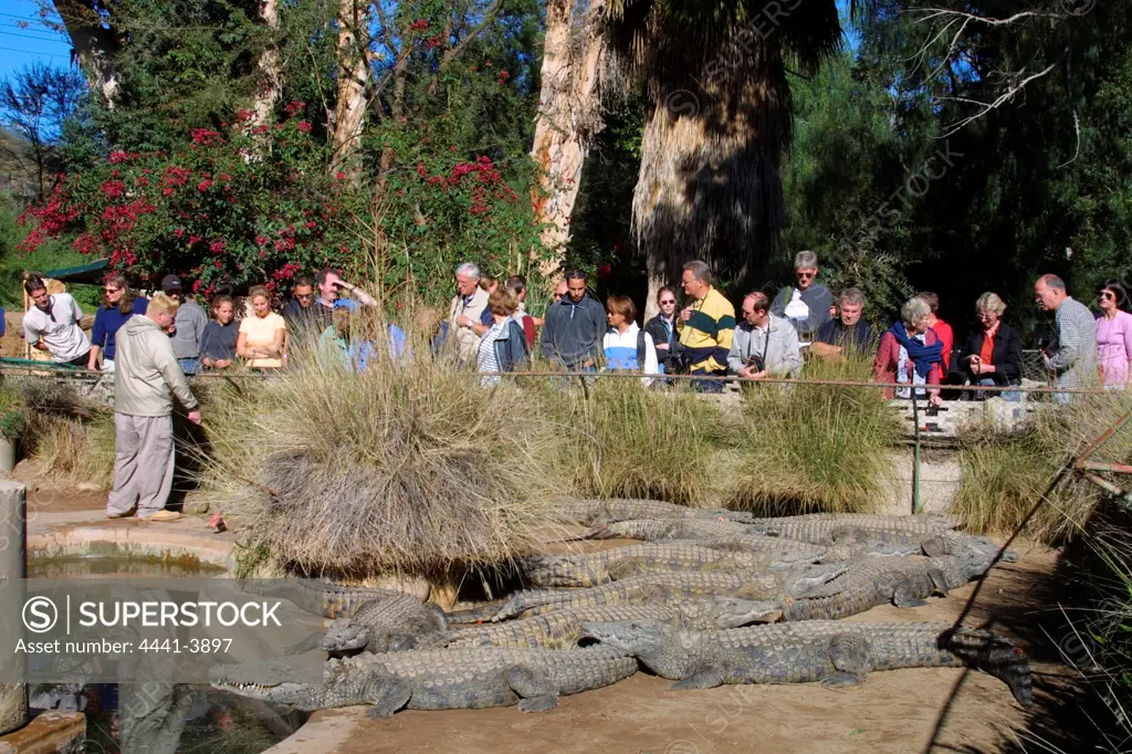 Tourists looking at Crocodiles. Cango Safari Park. Oudtshoorn. Western Cape. South Africa