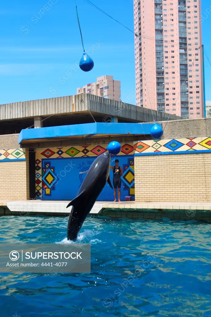 Dolphin show at Sea World. Durban. KwaZulu-Natal. South Africa