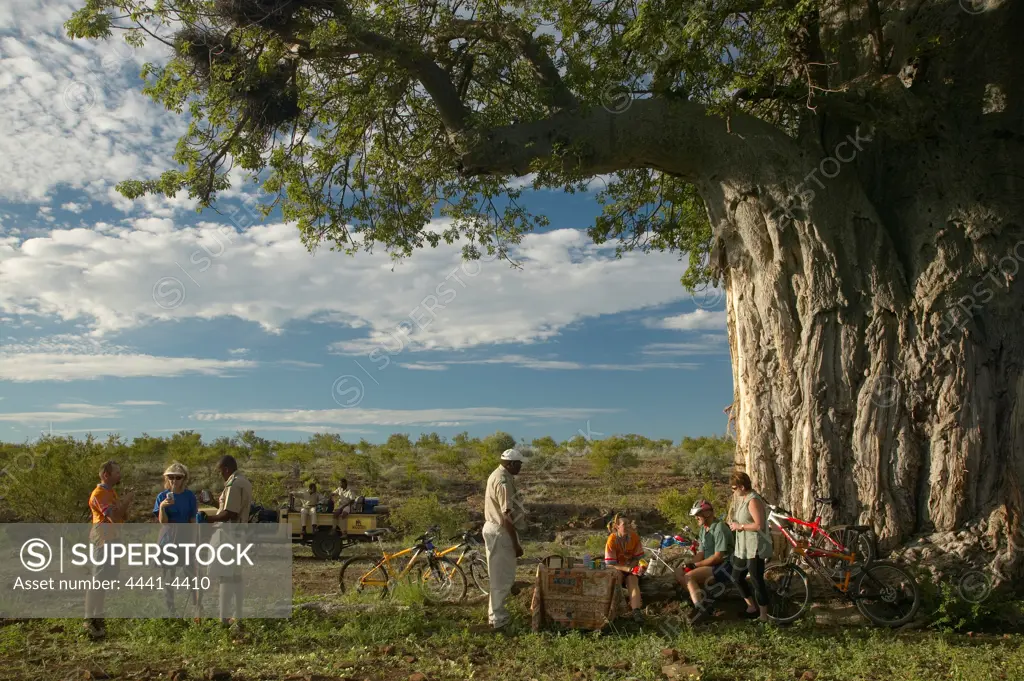 Guests on mountain biking safari having tea break under a baobab tree (Andansonia digitata). Mashatu Game Reserve. Northern Tuli Game Reserve. Botswana.