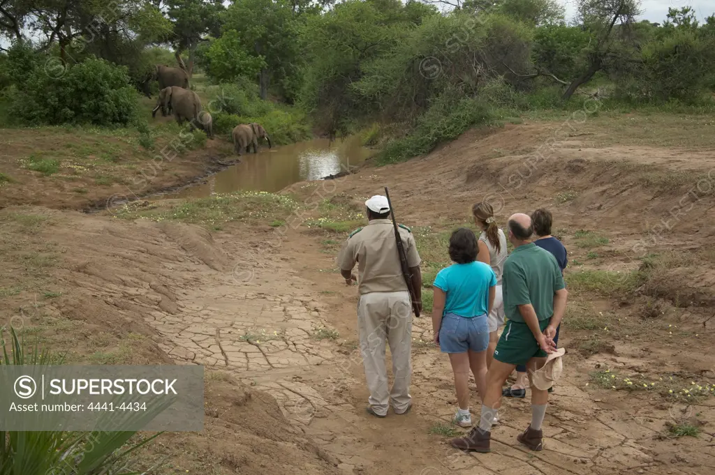 Guests looking at elephant (Loxodonta africana) while of bush walk. Mashatu Game Reserve. Northern Tuli Game Reserve. Botswana.