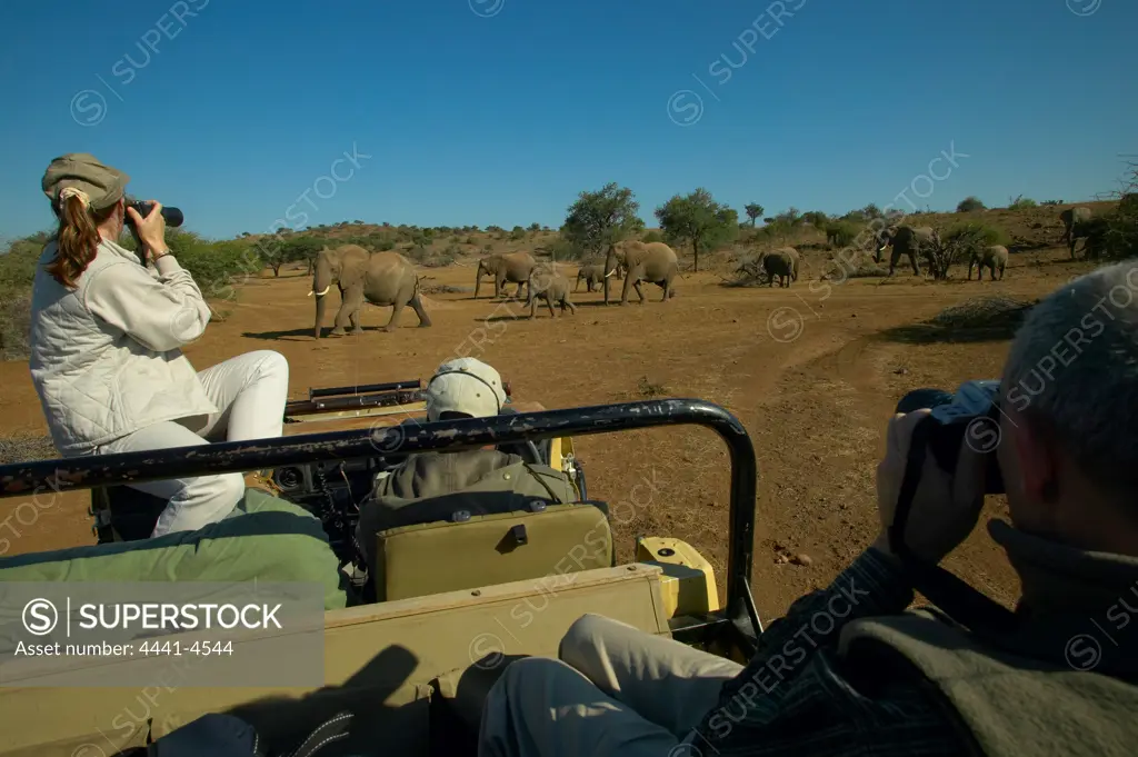 Guests in safari vehicel photographing elephant (Loxodonta africana) herd in veld. They are taking part in a specialist 'Ivory Trail' about elephants run by Jeanetta Silier. Mashatu Game Reserve. Nothern Tuli Game Reserve. Botswana.