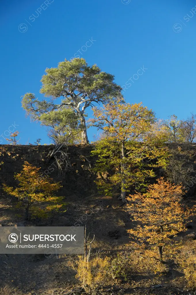 Mopane Trees (Colophospermum mopane) in Autumn colours growing on side of hill. A Shepard's Tree (Boscia albitrunca) is on top. Northern Tuli Game Reserve. Botswana