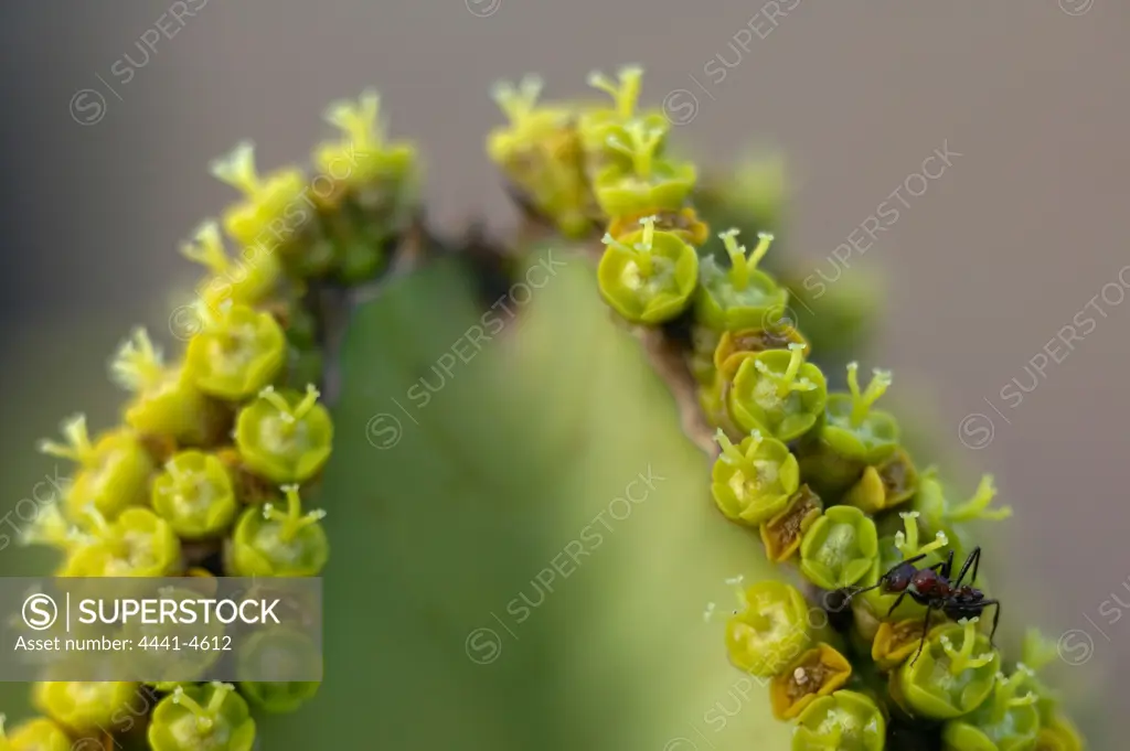 Candelabra Tree (Euphorbia Engens) flowers with ant feeding on nectar. Northern Tuli Game Reserve. Botswana