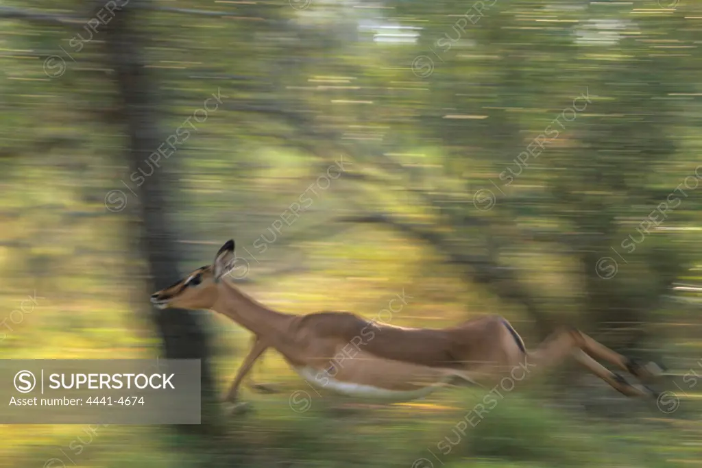Impala (female). Running. MalaMala Game Reserve. Nothern Province. South Africa