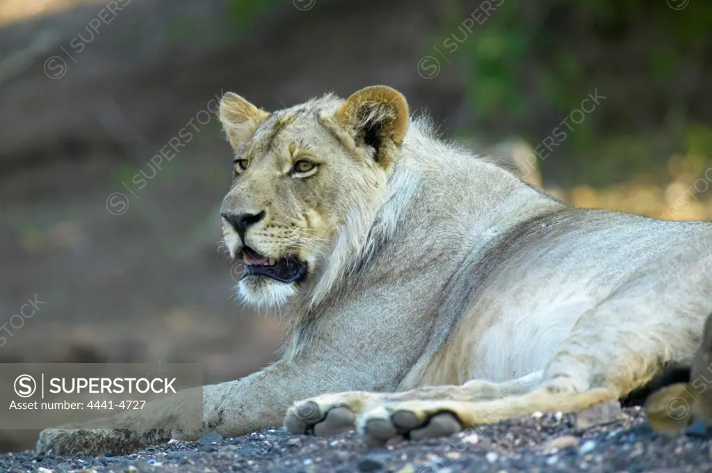 Lion (Panthera leo). Mashatu. Northern Tuli Game Reserve. Botswana