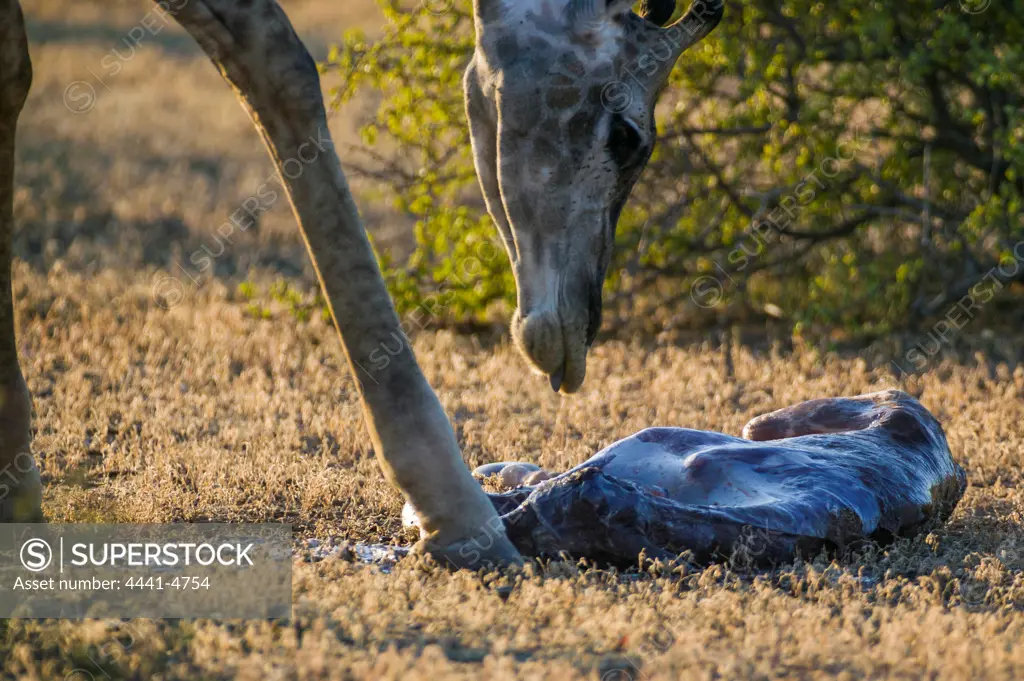 Giraffe (Giraffa camelopardalis) giving birth. Sequence of images available. Northern Tuli Game Reserve.  Botswana.