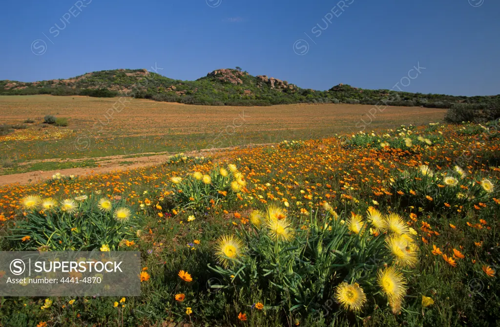 Varkieskol (Herra elongata) with Namaqualand daisies. Near Kamieskroon. Northern Cape. South Africa