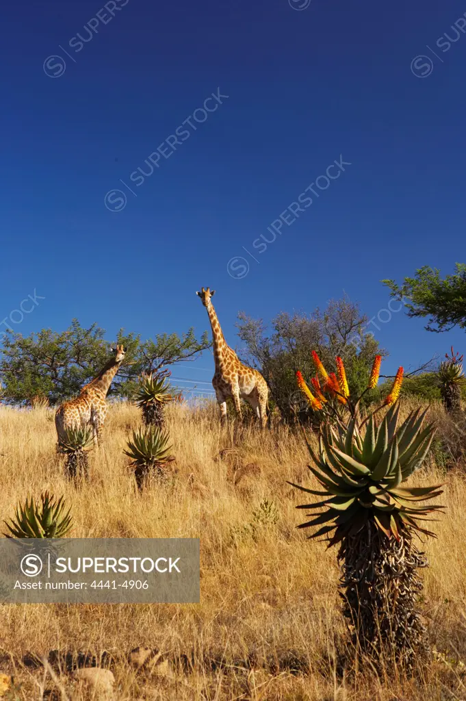 Giraffe (Giraffa camelopardalis) in veld. Fugitive's Drift Lodge near Dundee. kwaZulu-Natal. South Africa