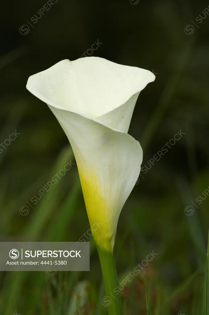 White Arum Lily. (Zantedeschia aethiopica). Umgeni Valley Nature Reserve. Howick. KwaZulu Natal. South Africa.
