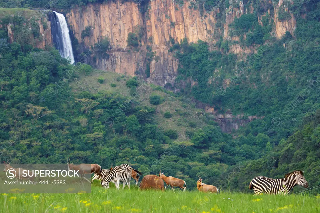 Blesbok (Damaliscus dorcas phillipsi) and Burchell's Zebra (Equus burchelli) herds with the Howick Falls in the background. Umgeni Valley Nature Reserve. Howick. KwaZulu Natal. South Africa.