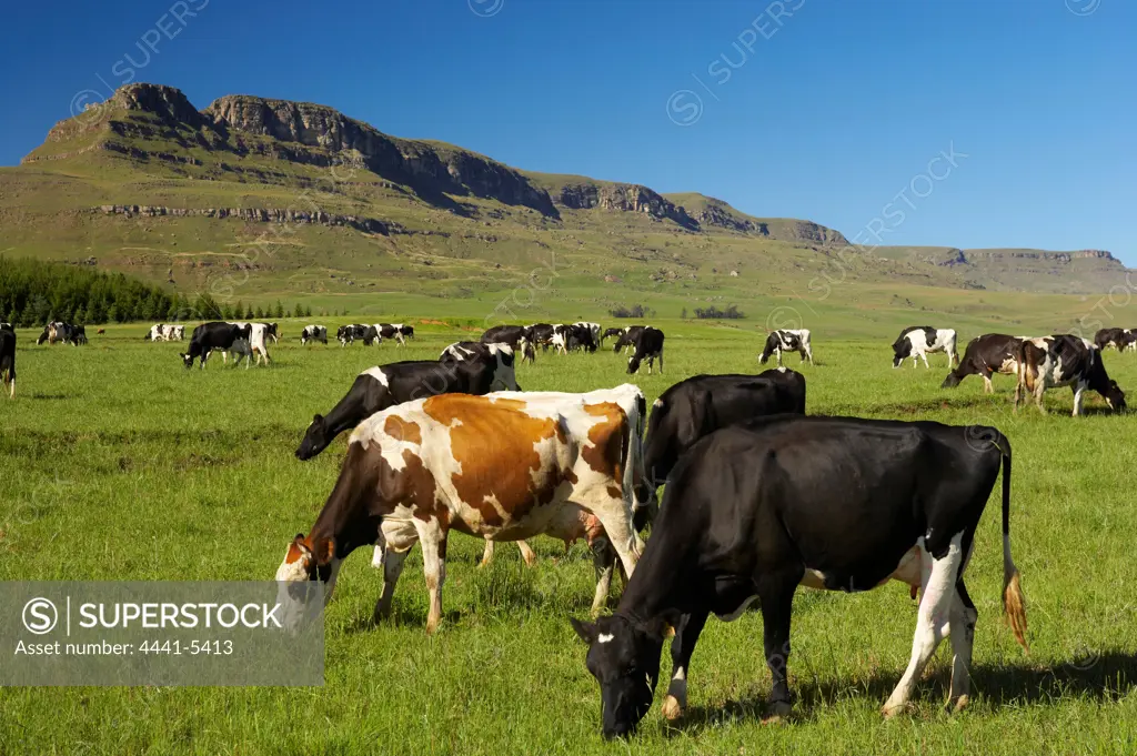 Cattle in Kamberg valley. KwaZulu Natal. South Africa
