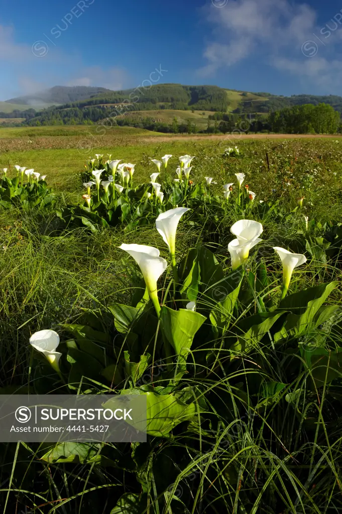 Arum Lily (Zantedeschia aethiopica). Kamberg Valley. KwaZulu Natal. South Africa