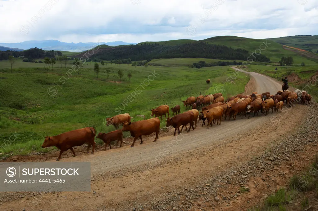 Cattle herders near Himeville. KwaZulu Natal. South Africa