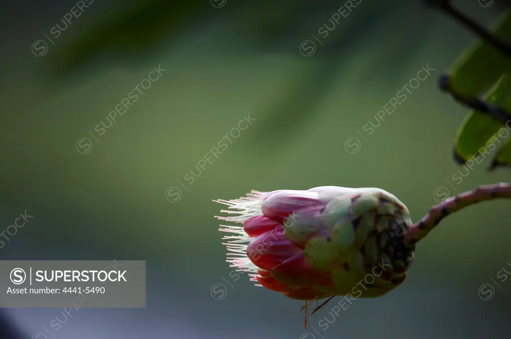 Drakensberg Sugarbush (Protea dracomontana). Giants Castle. Ukhahlamba Drakensberg Park. KwaZulu Natal. South Africa