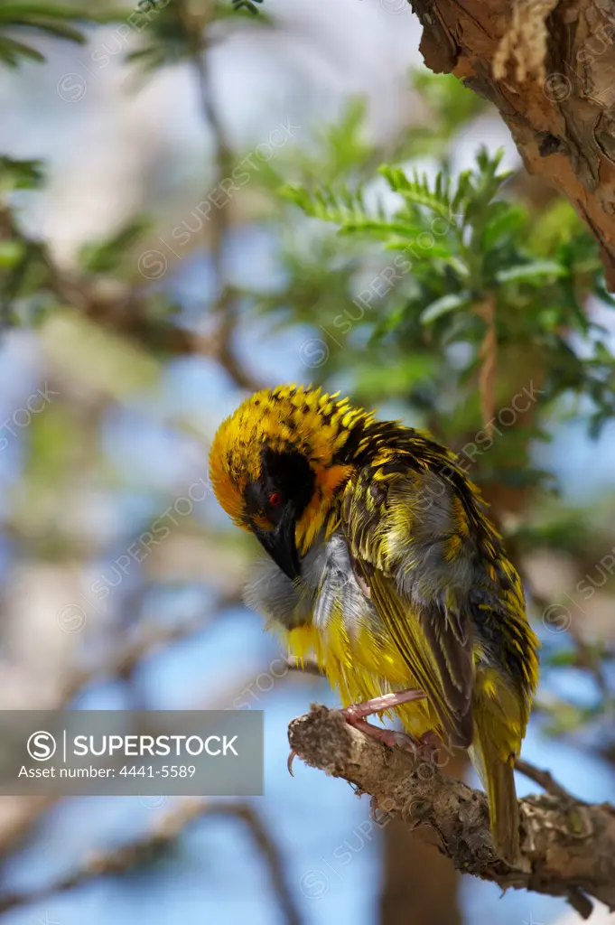 Spottedbacked Weaver (Ploceus cucullatus). Ukhahlamba Drakensberg Park. KwaZulu Natal. South Africa