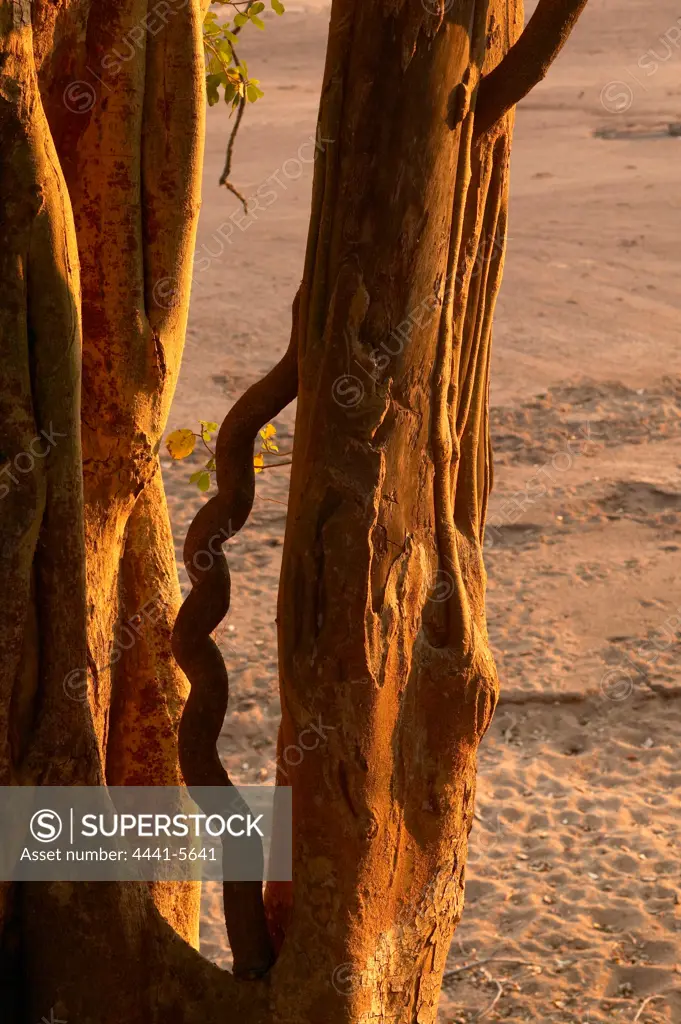 Sycamore Fig Tree (Ficus sycomorus) detail. Northern Tuli Game Reserve. Botswana.