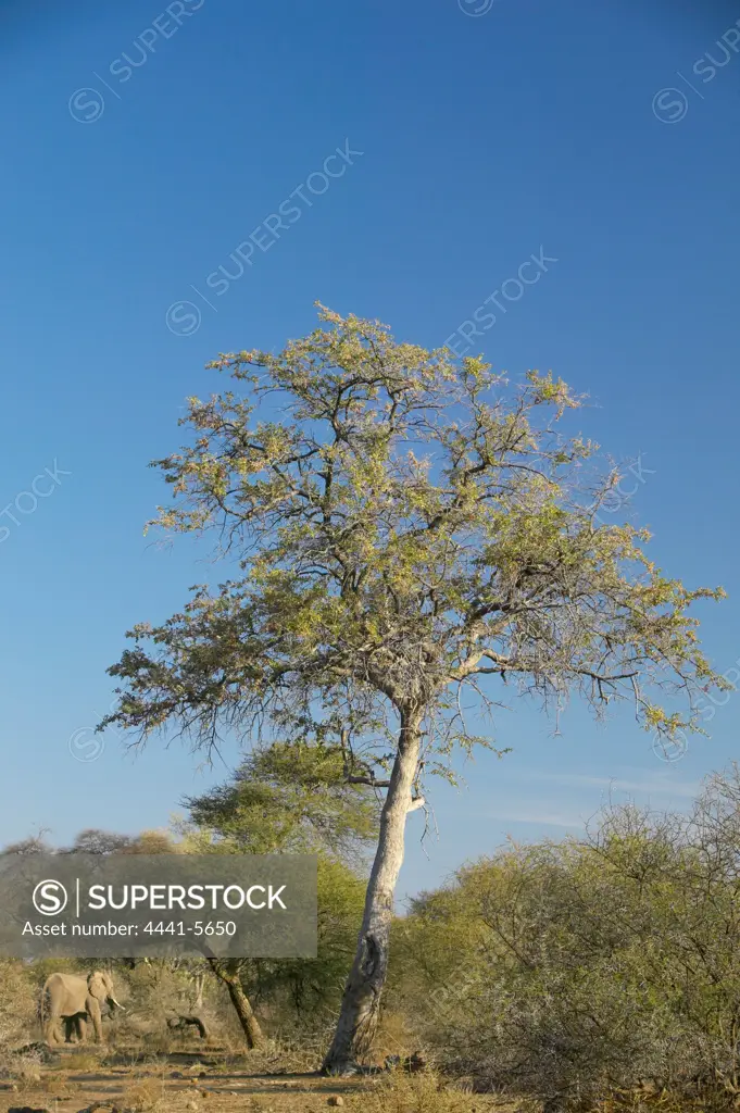 Leadwood tree (Combretum imberbe) with African Elephant (loxodonta africana) feeding beneath it. Northern Tuli Game Reserve. Botswana
