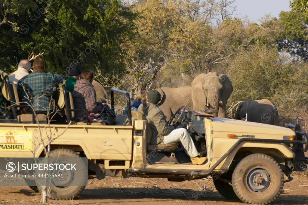 Guests on a Game Drive at Mashatu Game Reserve looking at African Elephant (Loxodonta africana). Northern Tuli Game Reserve. Botswana
