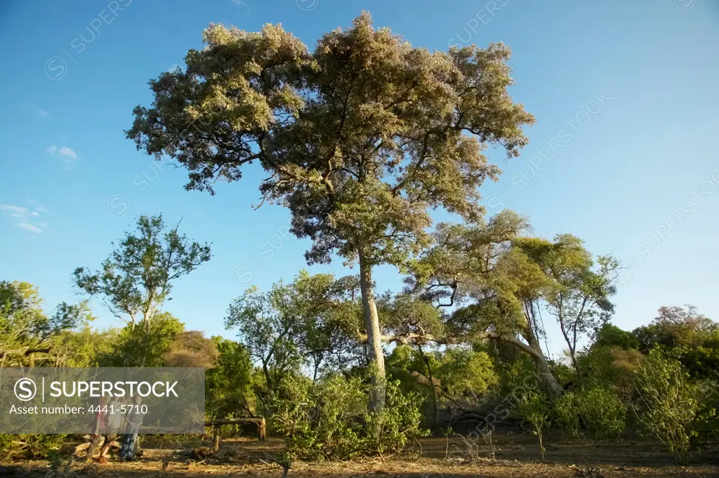 Apple-Leaf Tree or Raintree (Lonchocarpus capassa). Northern Tuli Game Reserve. Botswana