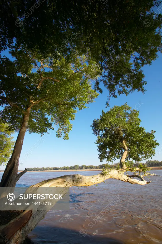 The Shashe River near the convluence with the Limpopo River. Sycamore Fig Trees (Ficus sycomorus) are typical. Northern Tuli Game Reserve. Botswana.