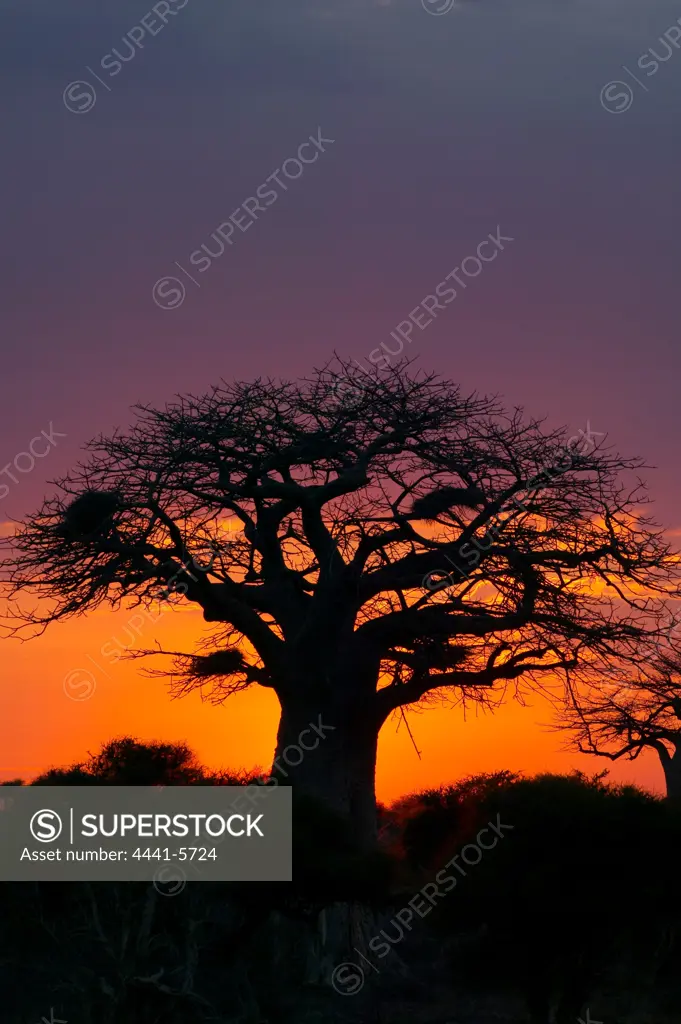 Baobab Tree (Andansonia digitata) at dawn. Charter Reserve. Northern Tuli Game Reserve. Botswana.