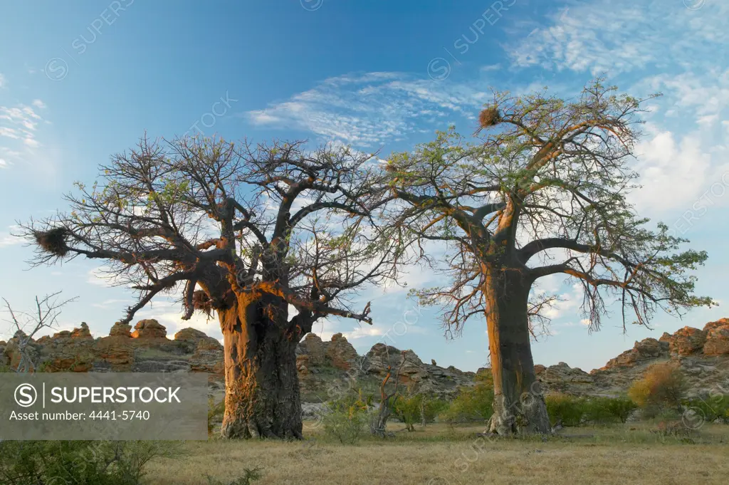 Baobab Tree (Andansonia digitata) at sunset. Tuli Lodge. Northern Tuli Game Reserve. Botswana.