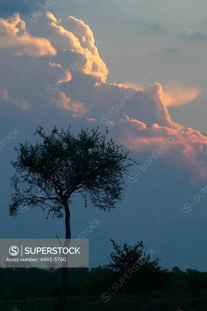 Shepard's Tree (Boscia albitrunca) at sunset with storm clouds. Mashatu Game Reserve. Northern Tuli Game Reserve. Botswana