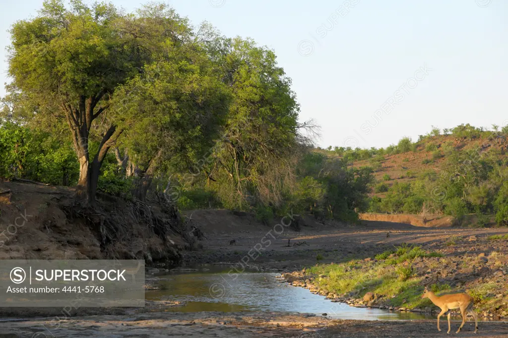 Majale River scene. Mashatu Game Reserve. Northern Tuli Game Reserve. Botswana.