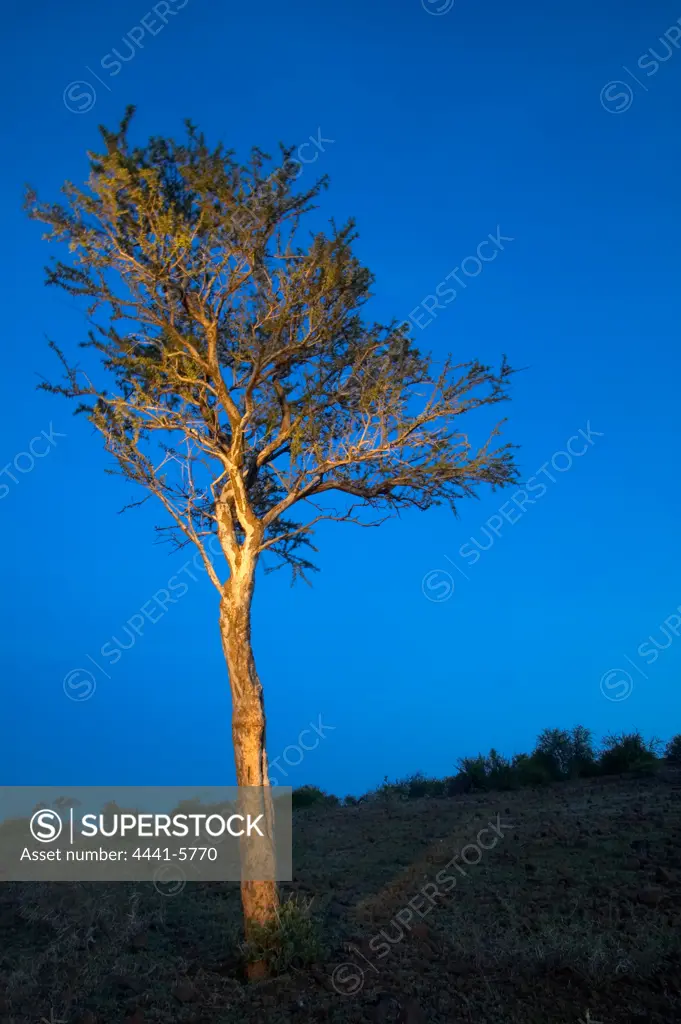 Shepard's Tree (Boscia albitrunca) at twilight. Mashatu Game Reserve. Northern Tuli Game Reserve. Botswana