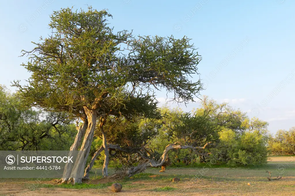 Smelly Shepard's Tree (Boscia foetida). Mashatu Game Reserve. Northern Tuli Game Reserve. Botswana