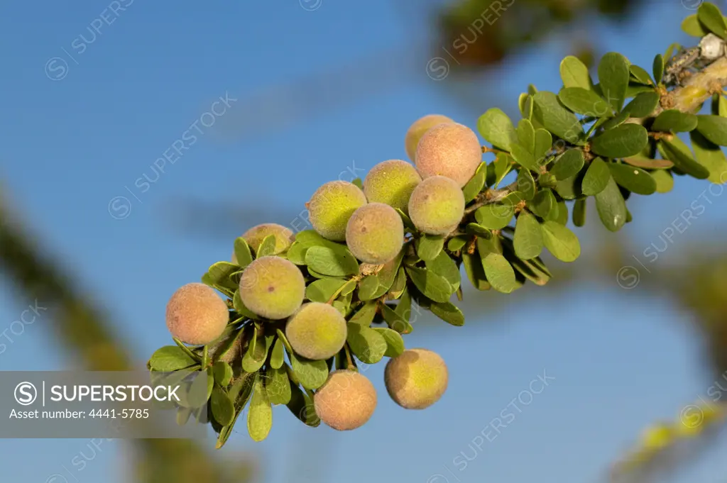 Smelly Shepard's Tree (Boscia foetida) fruit. Mashatu Game Reserve. Northern Tuli Game Reserve. Botswana