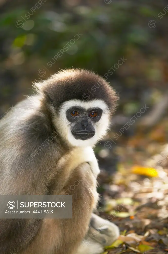 White- handed gibbon. Monkeyland Primate Sanctuary. Plettenberg Bay. Garden Route. Western Cape. South Africa.