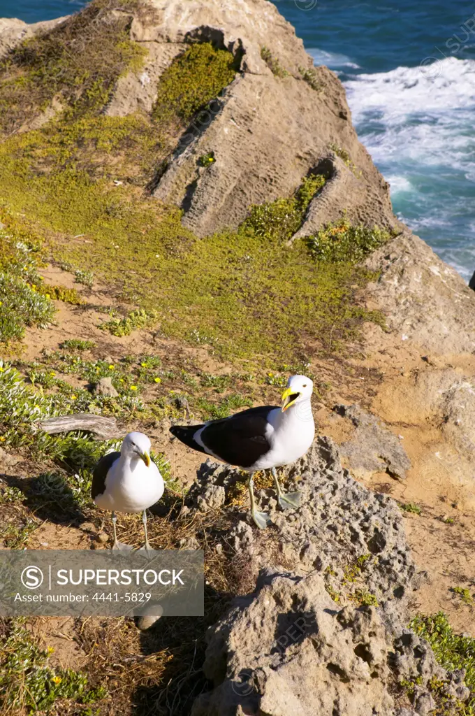 Kelp gulls (Larus dominicanus) on Robbeberg. Plettenberg Bay. Garden Route. Western Cape. South Africa.