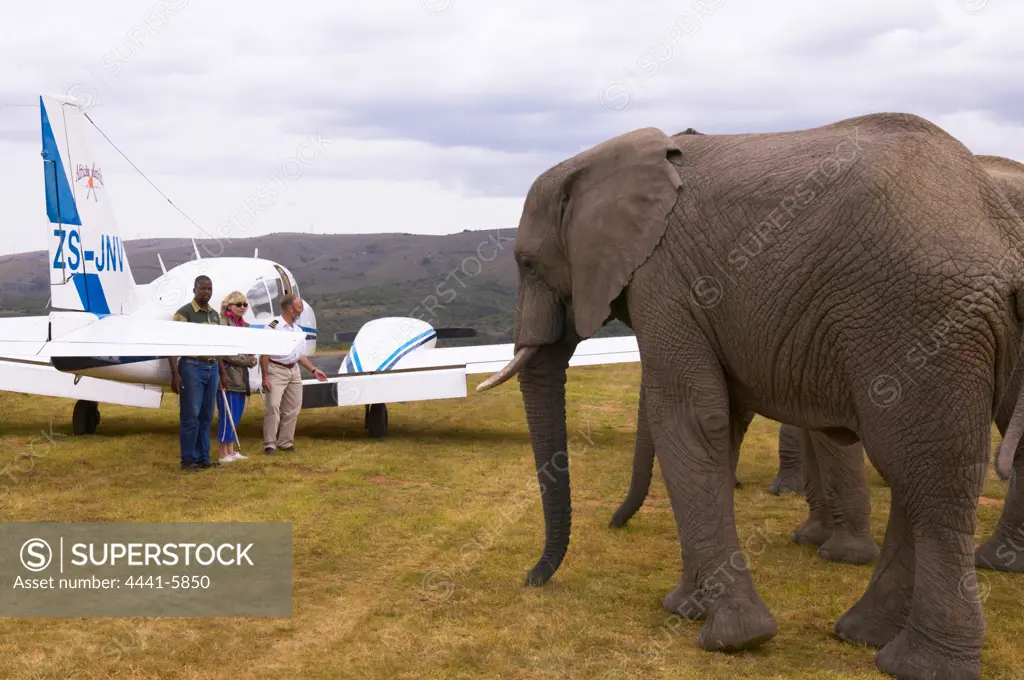 Elephant Back Safaris by African Ramble. Near Addo Elephant Park. Eastern Cape. South Africa.