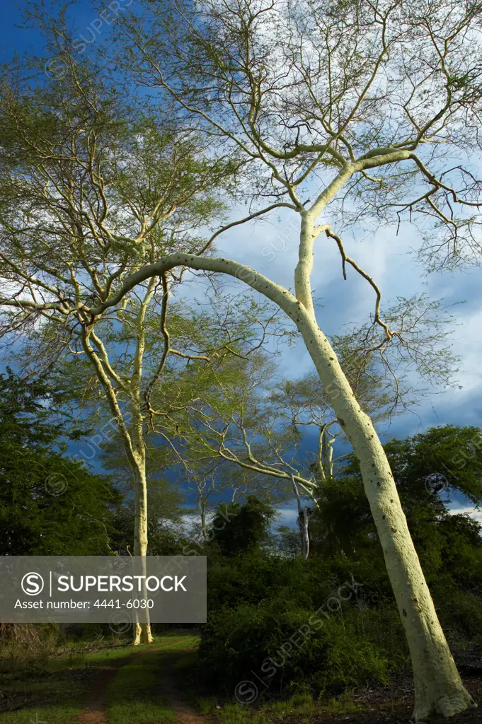 Fever Tree (Acacia xanthophloea). Ndumo Game Reserve. KwaZulu Natal. South Africa